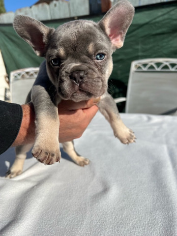 French Bulldog – Male French Bulldog