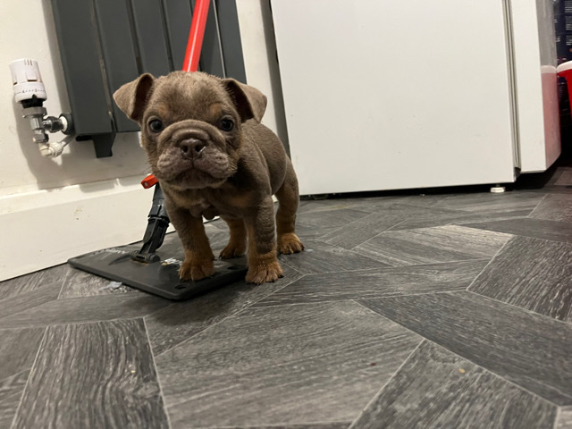 Olde English Bulldogge – English bulldogs short compact topboy/titan 🩸
