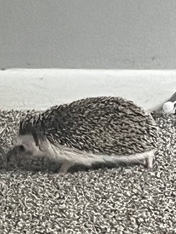 hedgehog – selling
