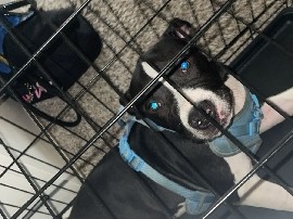 American Pit Bull Terrier - American pitbull terrier  available for adoption in Cedar Rapids