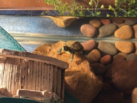 Red-Eared Slider – Baby Red-Eared Slider Turtle / 10 Gallon Tank – Henderson