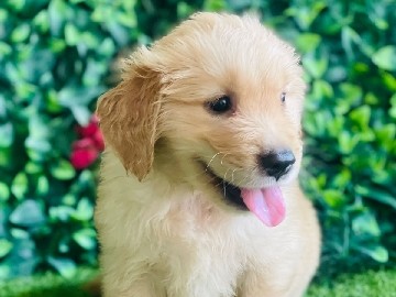 Golden Retriever – Golden Retriever Male and Female – Sharjah