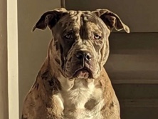 American Bulldog – dogs