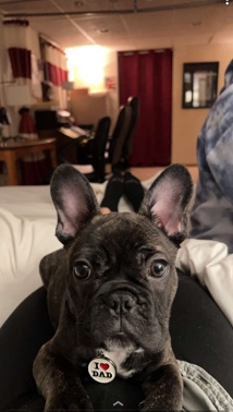 French Bulldog – Leo Male French Bulldog