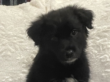 Border Collie – 🐾Border Collie x Australian Shepherd Male Puppy🐾 – Pleasanton