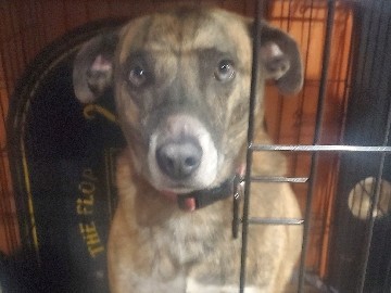 American Staffordshire Terrier – Sweet American Staffordshire Terrier Mix – Family Friendly – Cedar Lake