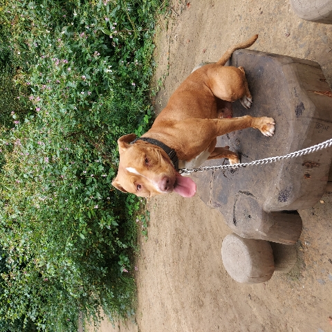 American Pit Bull Terrier – xl bully