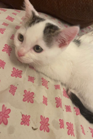 baby kitten