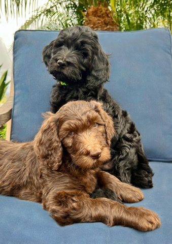 Golden Retriever – Goldendoodles F1b