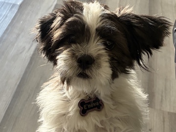 Shih Tzu – Shih Tzu – Winter Haven
