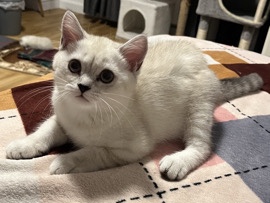 Brazilian Shorthair – BKH Kitten – Friedberg (Hessen)
