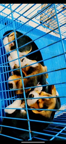 Beagle – begel for sale