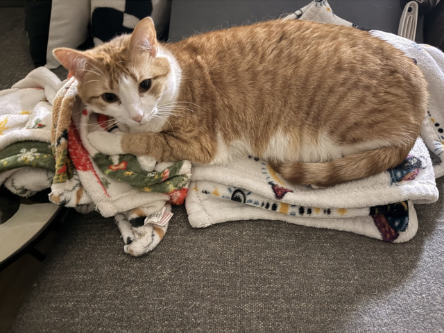 McDreamy (orange) and Doc – Duluth