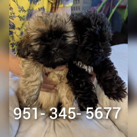 Shih Tzu – Shih tzu puppies