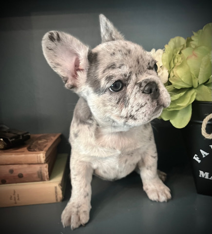 French Bulldog – French Bulldog puppies