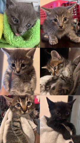 6 kittens