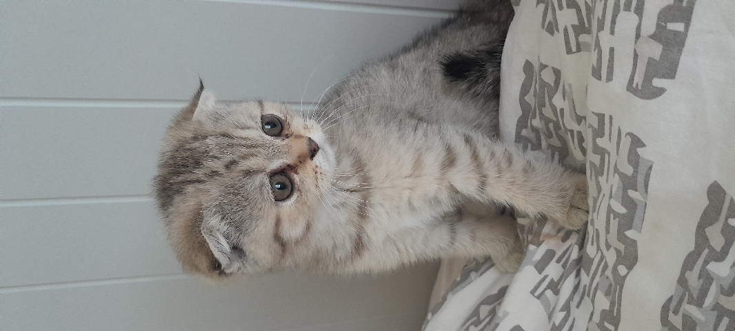 Scottish fold and straight short hair kittens