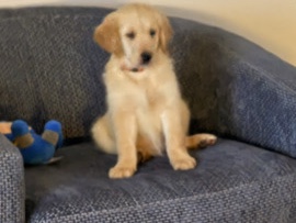 Golden Retriever – golden retriever puppy - Daisy – Wilmington