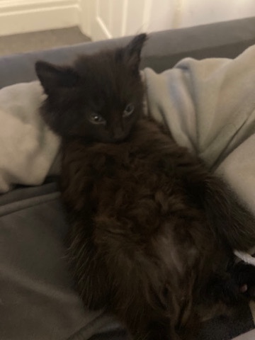 Persian (Modern) – Persian kittens