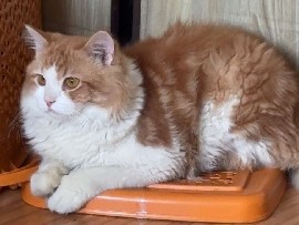 Persian (Traditional) – mufasa – Thane