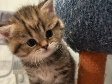 Scottish Fold – Hazel (TICA). Scottish Straight. – Inman