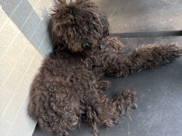 Labradoodle – Rehoming – Conyers