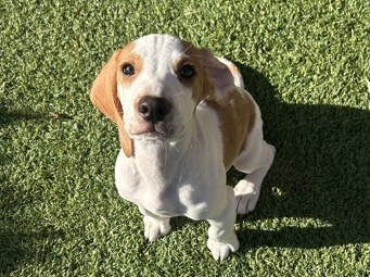 male beagle puppy 