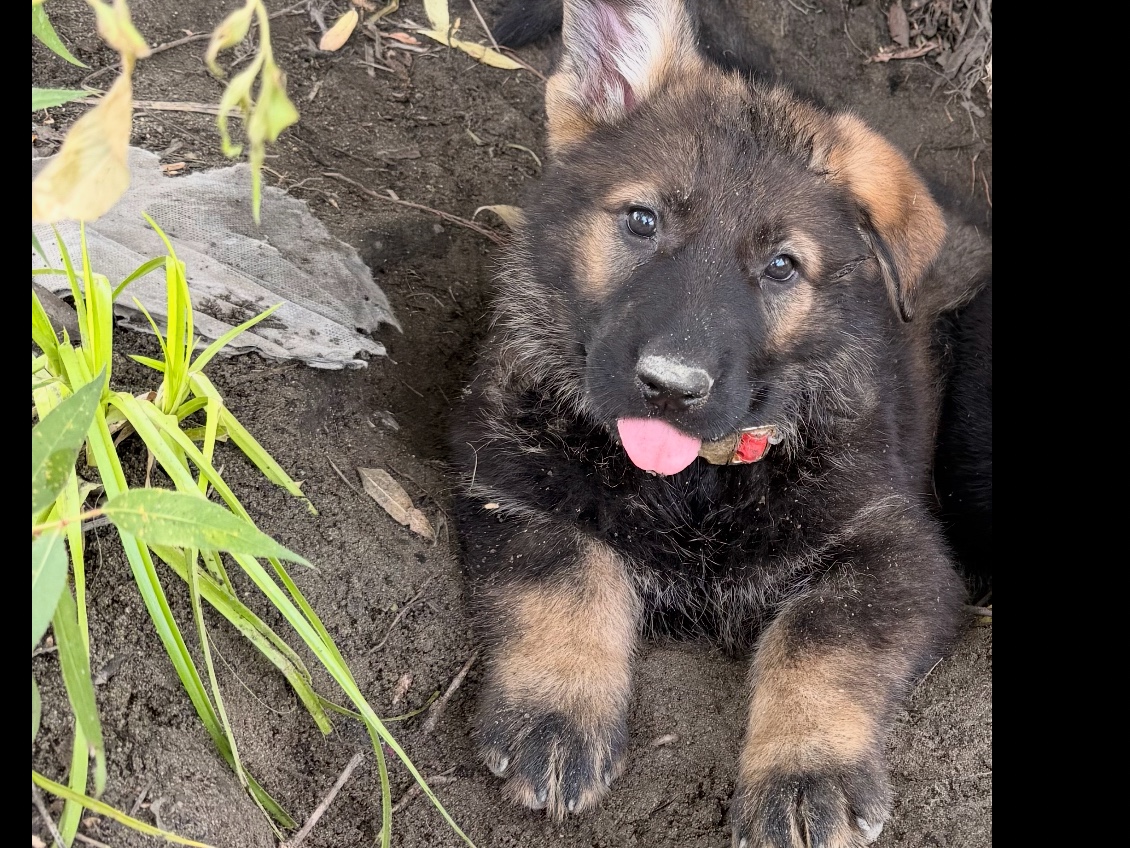 German Shepherd – German Shep. Pup – Long Beach