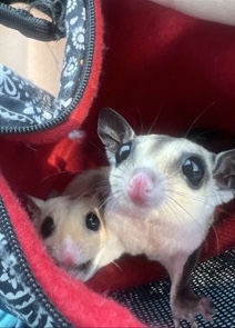 Sugar Gliders