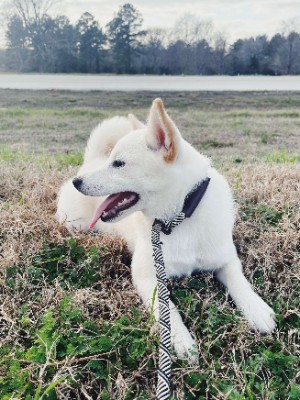 Shiba Inu – Cirrus - Shiba – Spring