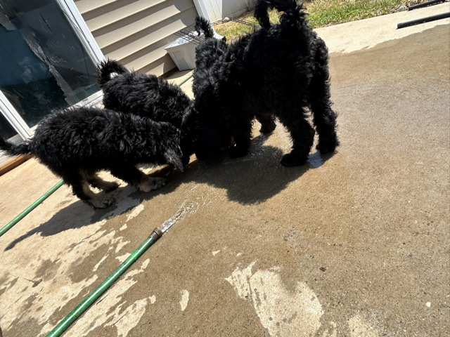 Doodle – Puppies – Charlotte