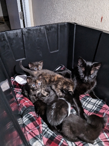 American Shorthair – American shorthair kittens