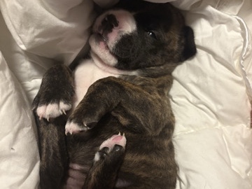 Boxer – puppies – Port Richey