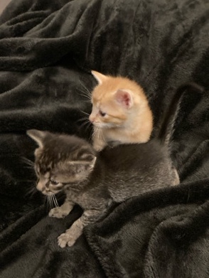 Russian White, Black and Tabby – kittens for sale