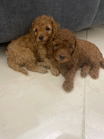 Poodle – pure toypoodle