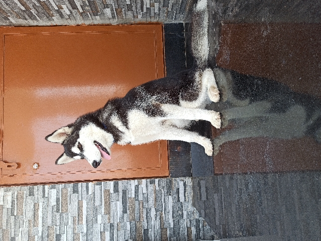Siberian Husky – Candy (husky puppy for sale)