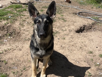 German Shepherd – full blood female German shepherd – Skiatook