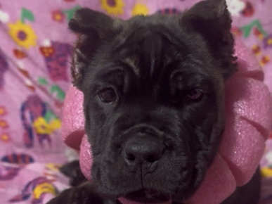 Cane Corso – Brindle female Corso pup – Smithville