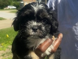 Shih Tzu – Duchess needs a loving home – Columbia