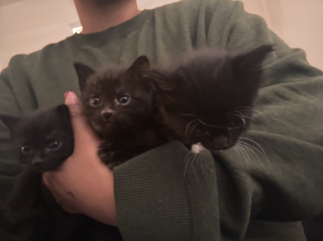American Shorthair – kittens need home asap – Phoenix