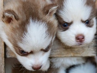 Pomsky – pomsky – Goiânia