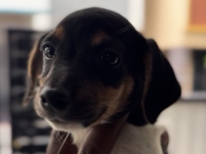 Jack Russell Terrier -  Jack Russell terrier  available for adoption in Bengaluru