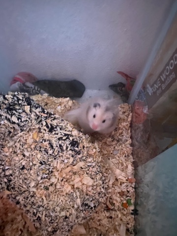 Selling Daughter's Hamster