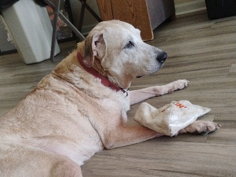 Adopt Labrador Retriever Needs a good home in Ocala