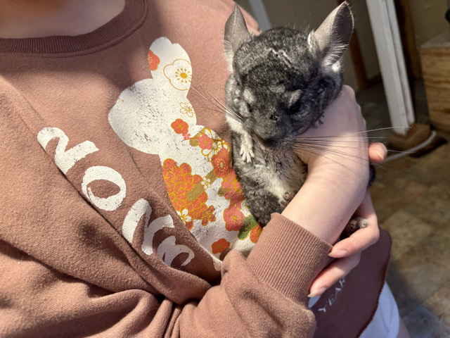 Male 1 year old Chinchilla