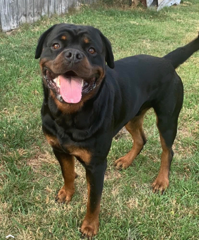 Rottweiler – Rottweiler European Bloodline