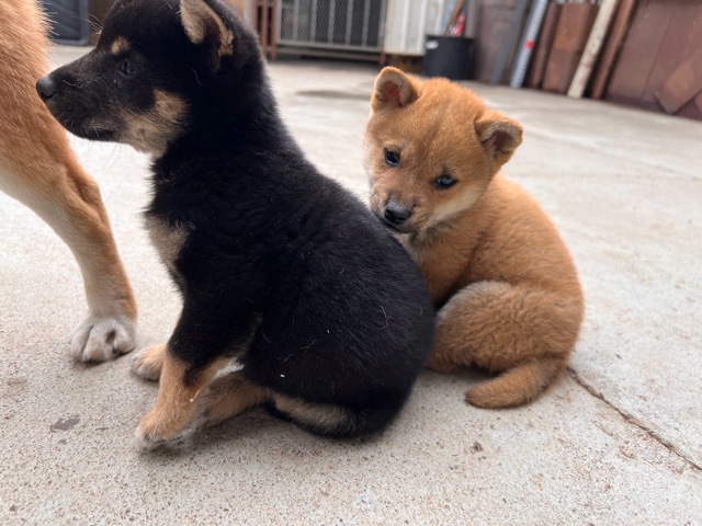 Shiba Inu – Shiba Inu pupoy