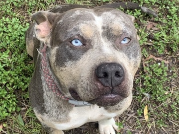 American Bulldog – Male 2yr old American bully – Marsden