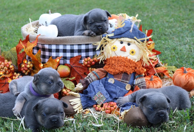 French Bulldog – Frenchie