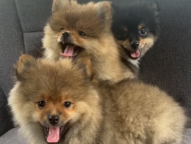 Pomeranian – Beautiful Pomeranian Puppies